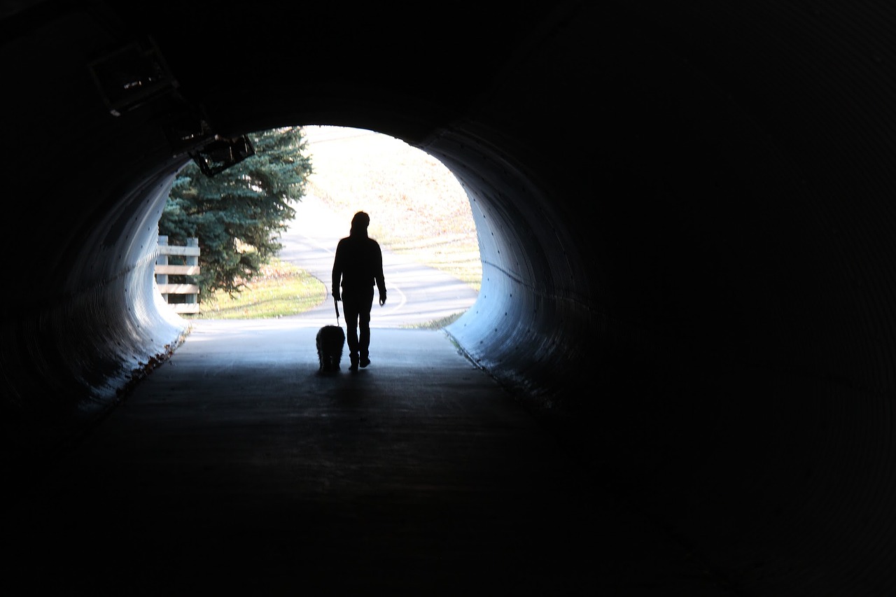 walking solitary dog free photo