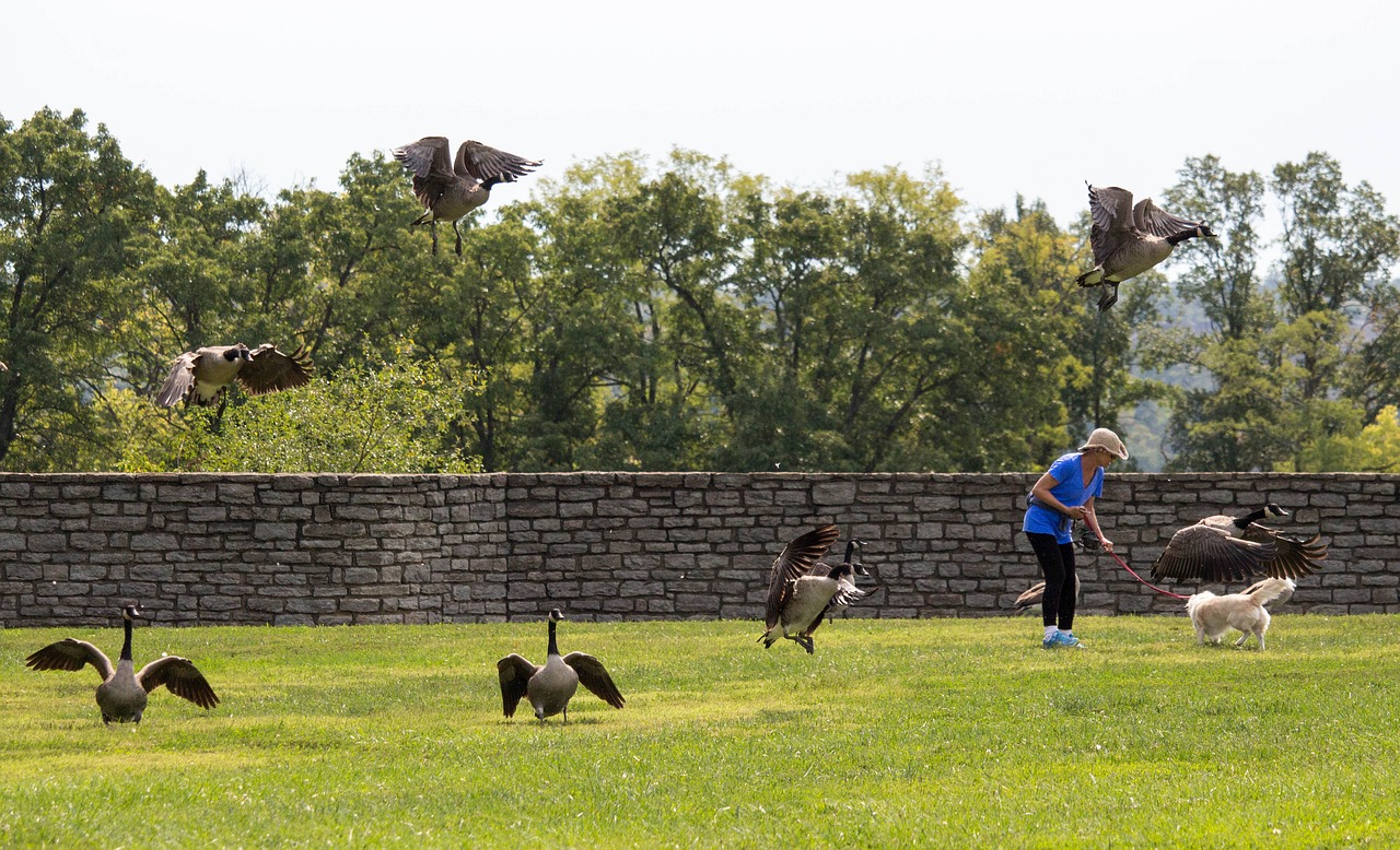 walking dog geese free photo