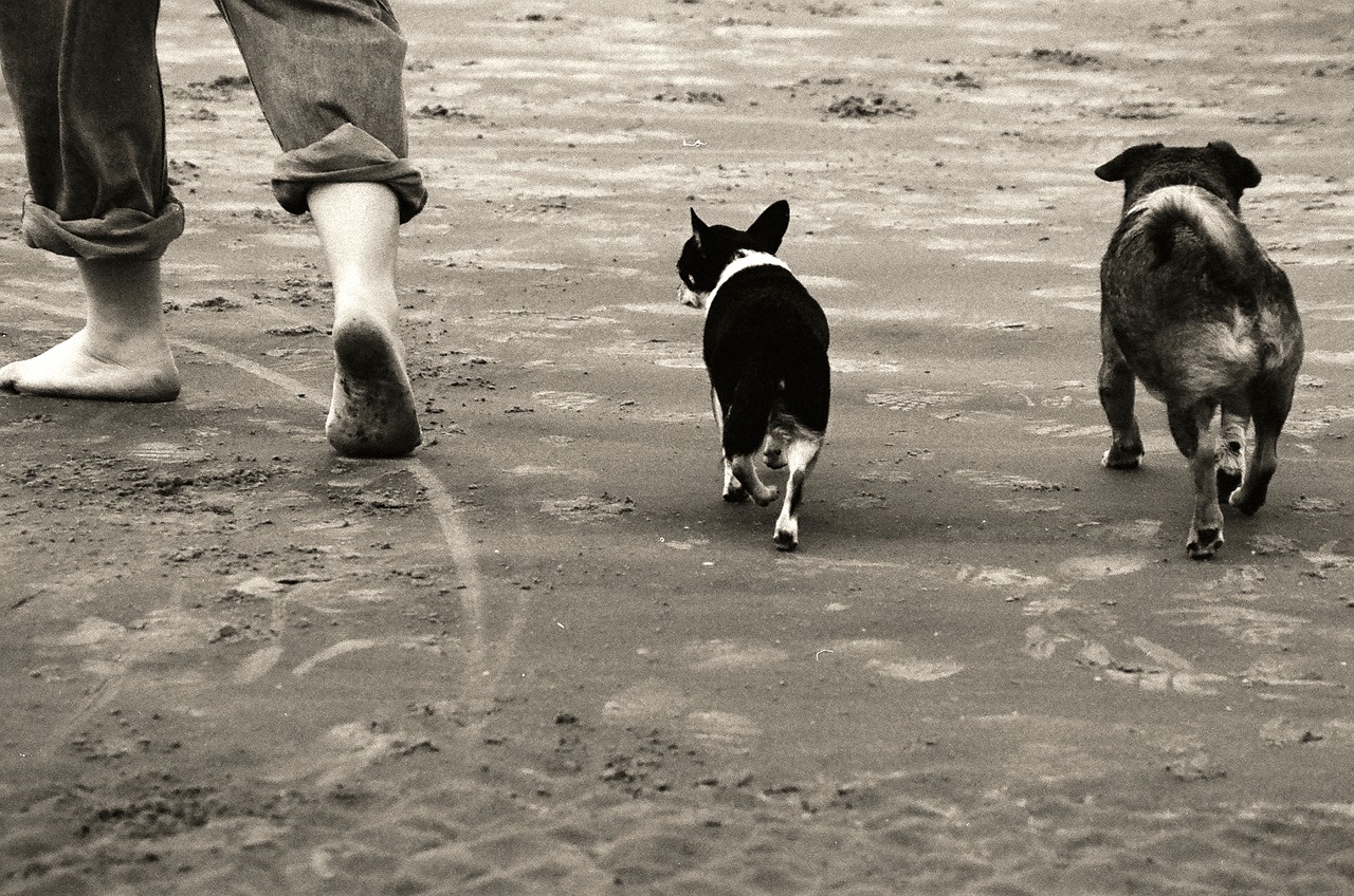 walking beach footsteps dogs free photo