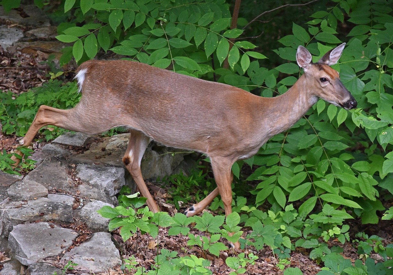 walking deer deer animal free photo