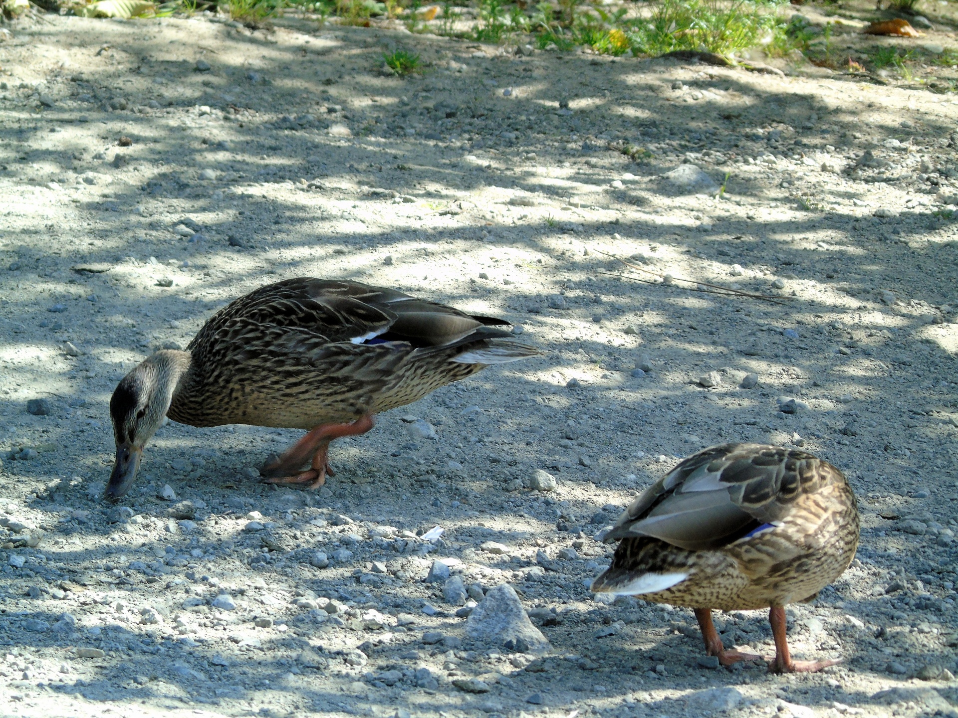 walking ducks duck free photo