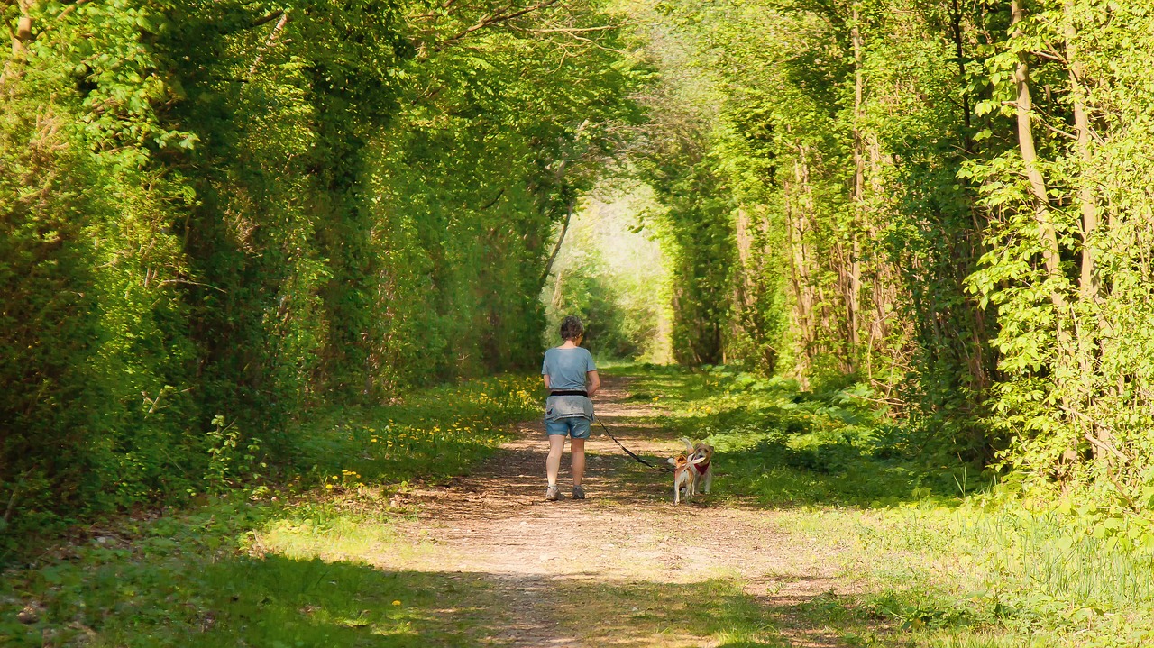 walking in the forest  dogs with woman  woman free photo