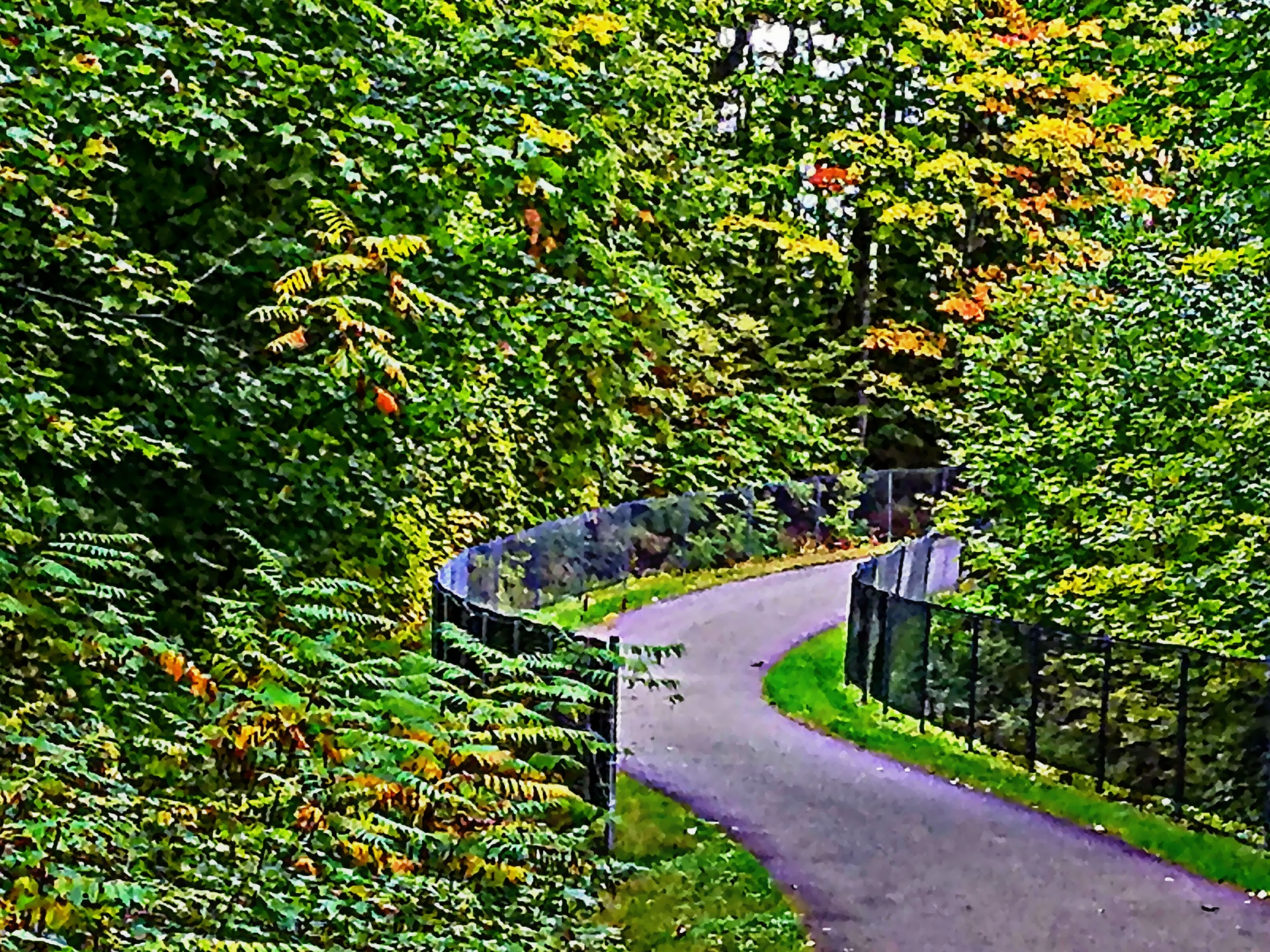 path walk road free photo