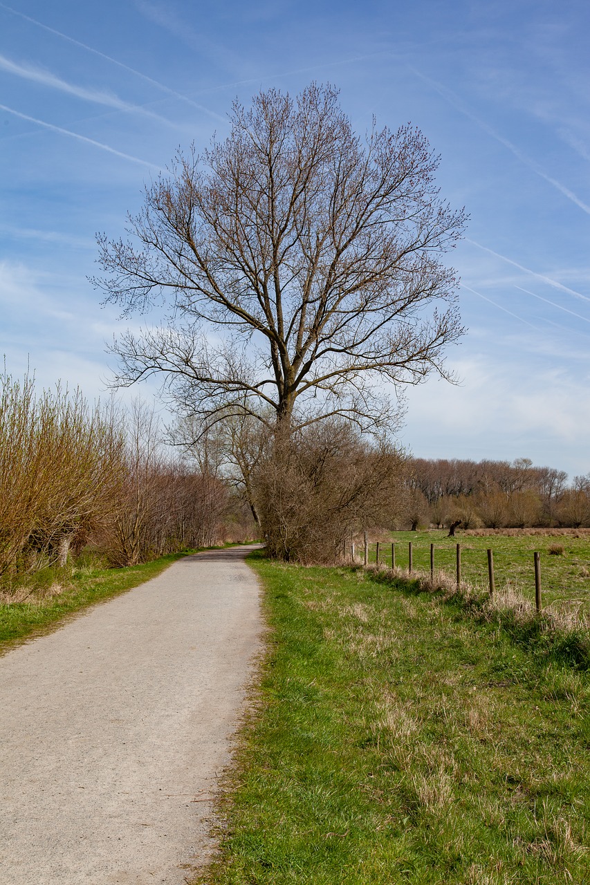 walking path  nature  tree free photo