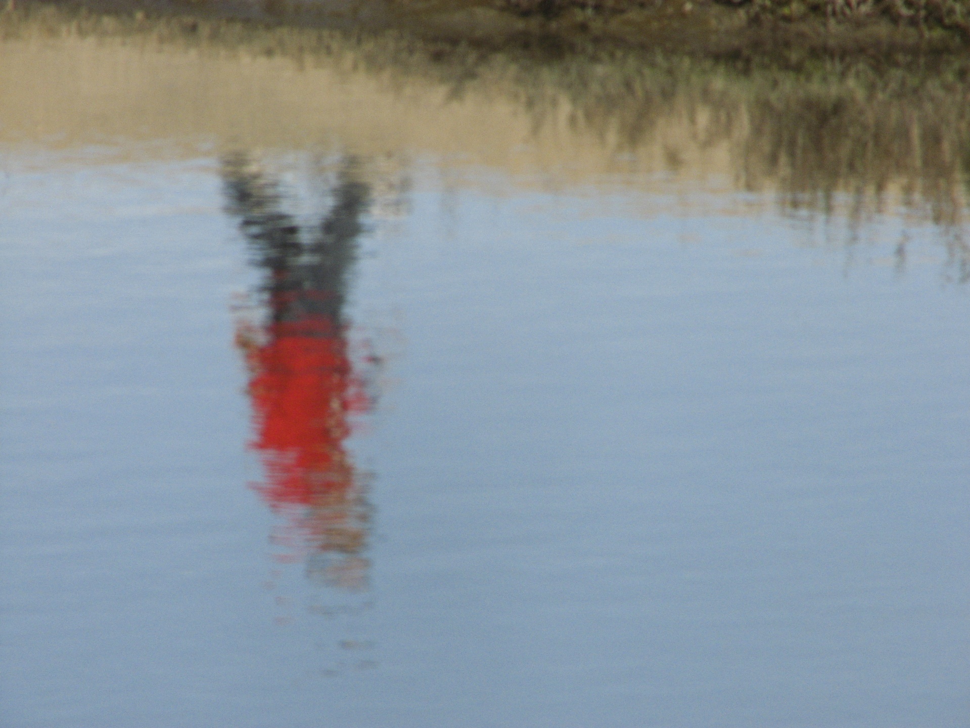 reflection water woman free photo