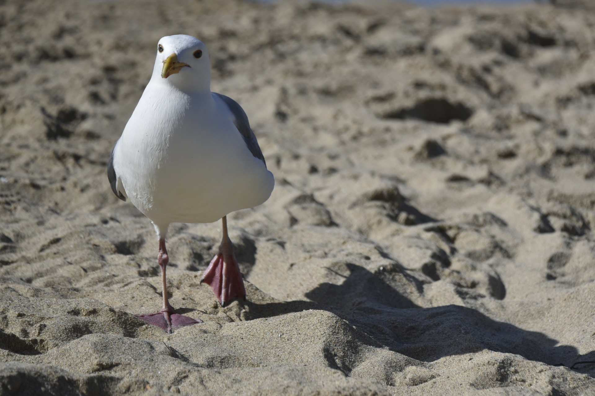 seagull walking looking at camera free photo