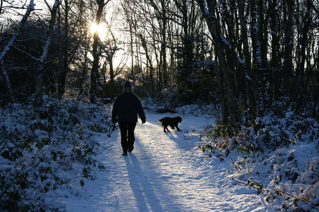 dog walking snow free photo