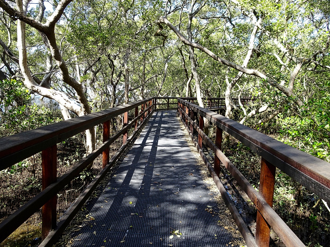 walkway trail wooden free photo