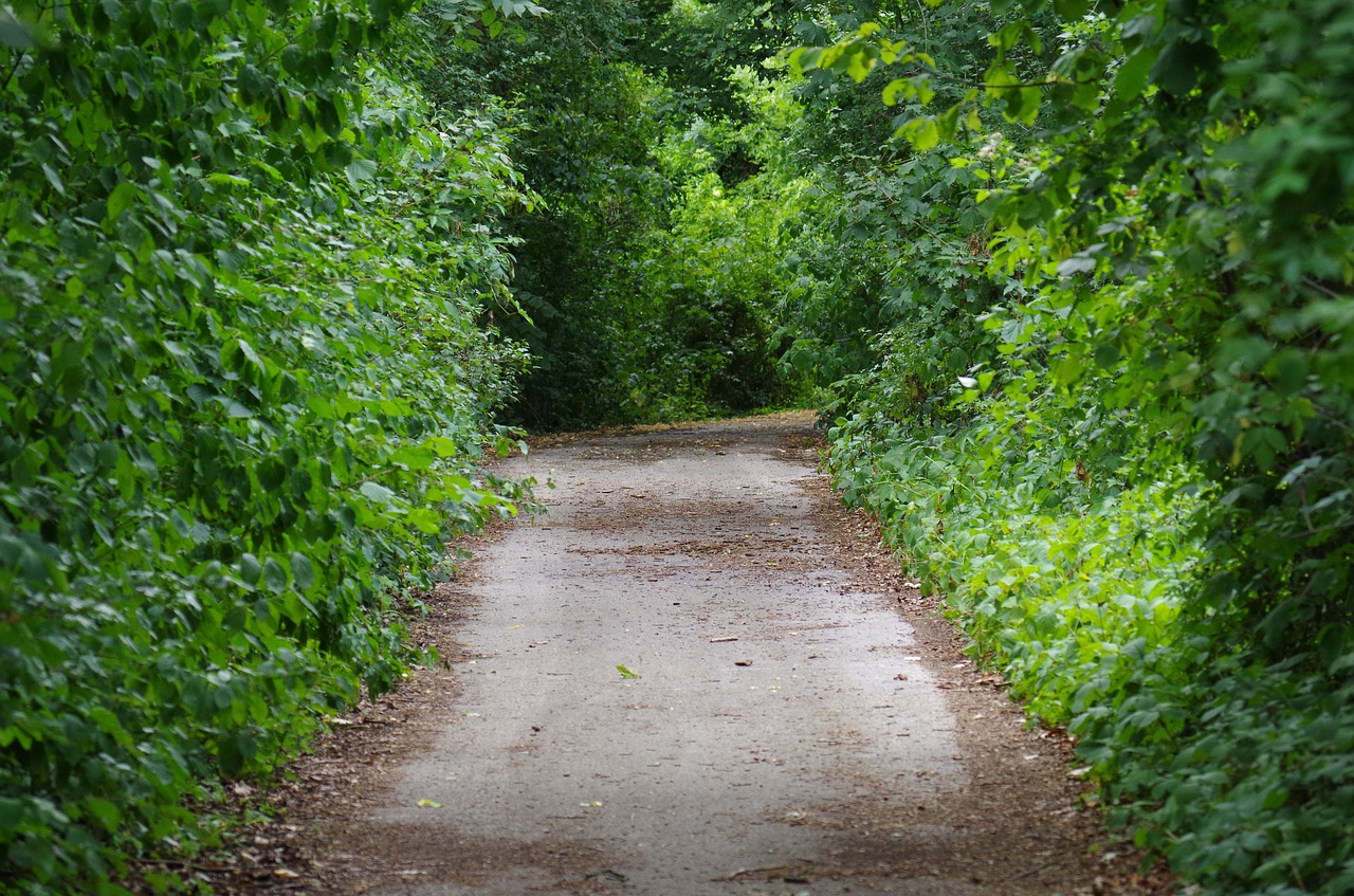 walkway forest nature free photo