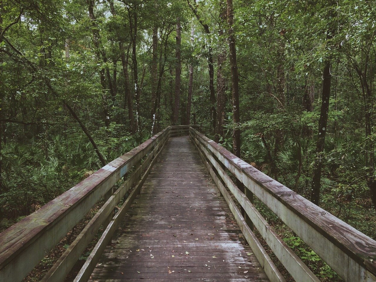 walkway boardwalk forest free photo