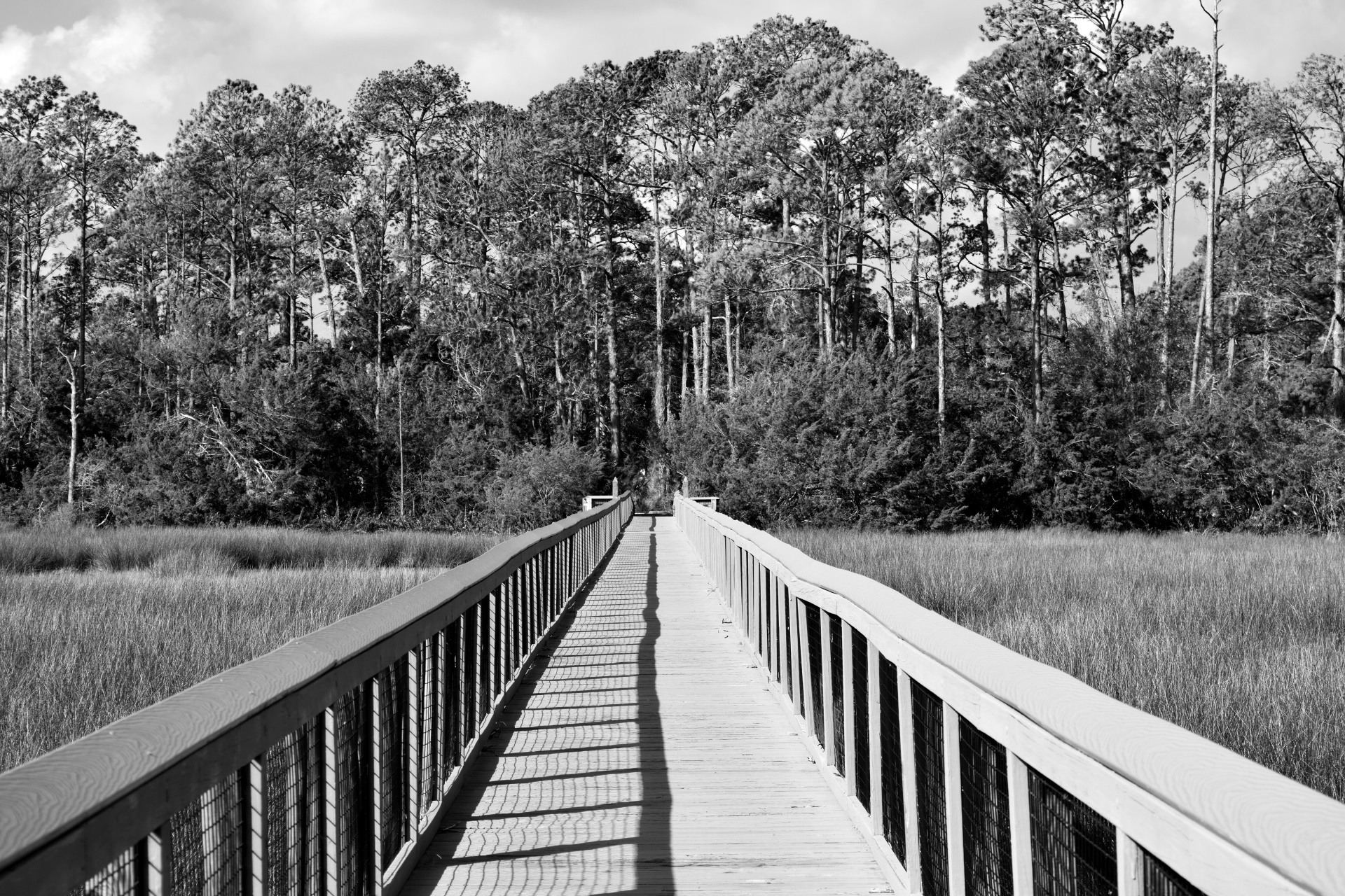 walkway marshland florida free photo
