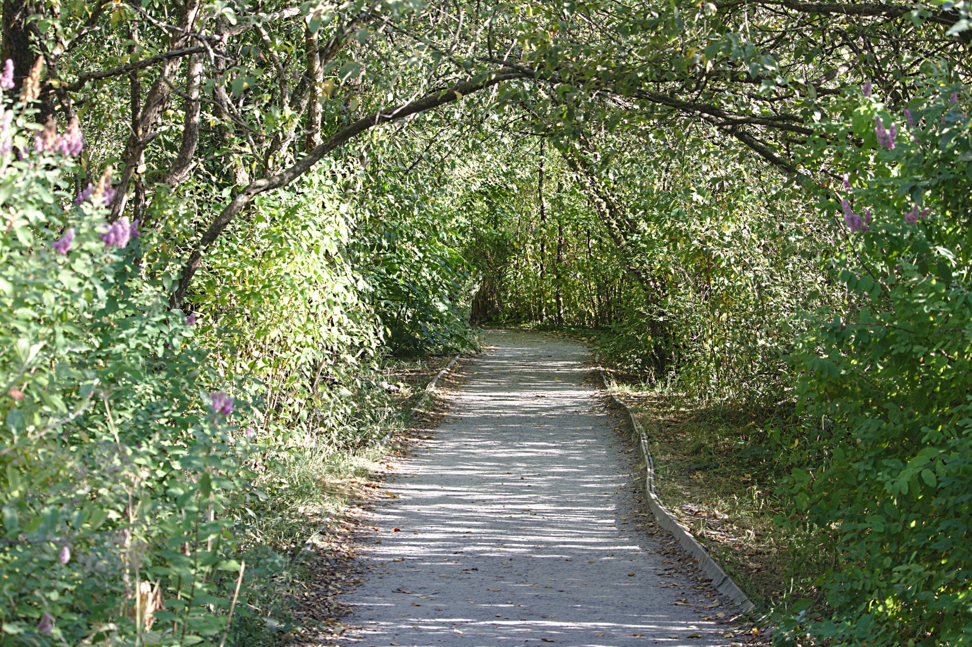 park summer walkway free photo