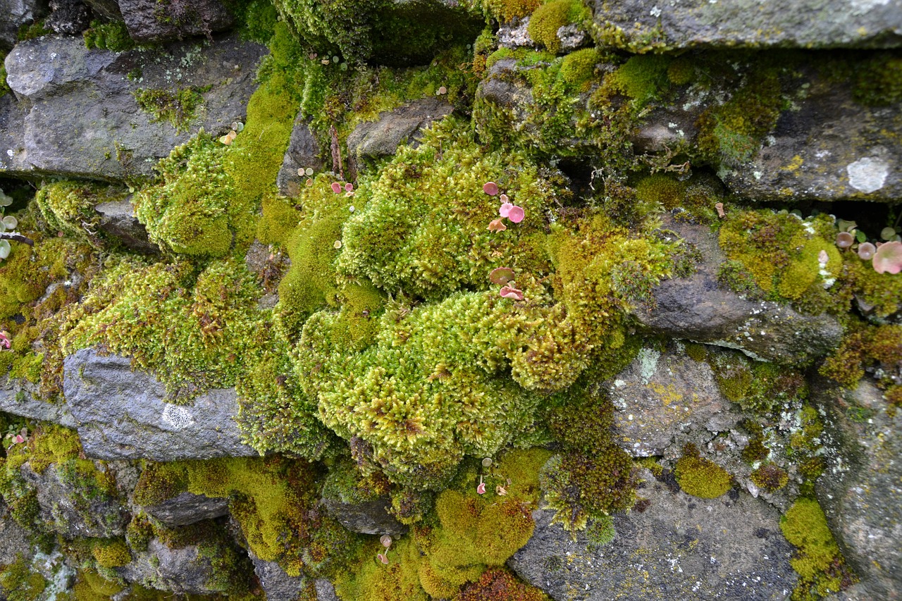 wall moss green free photo