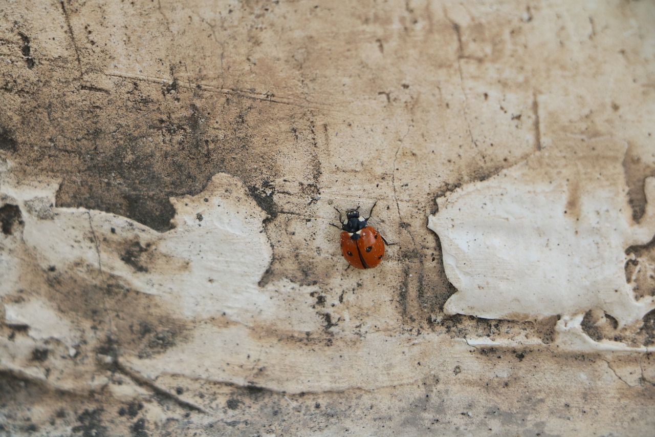 wall insect ladybird free photo