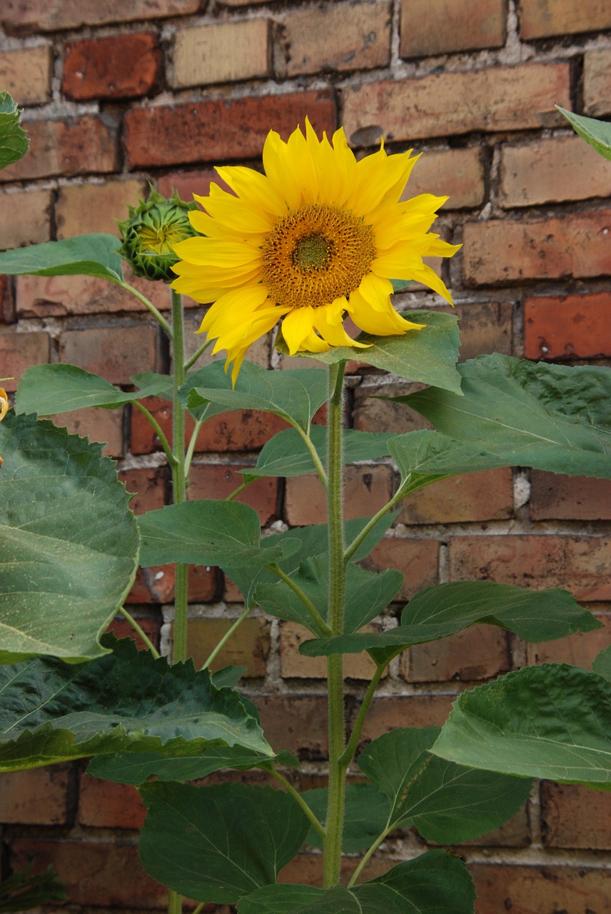 wall plant flower free photo