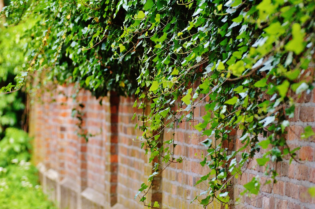 wall climbing plants ivy free photo