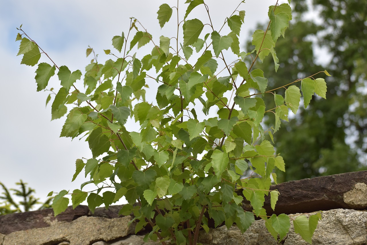 wall birch fouling free photo