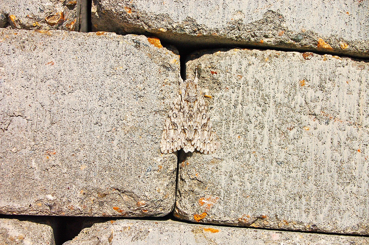 wall camouflage summer free photo