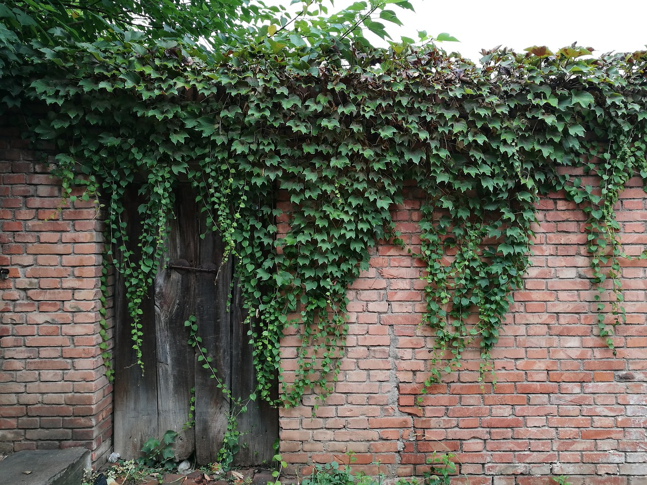 wall vine door free photo