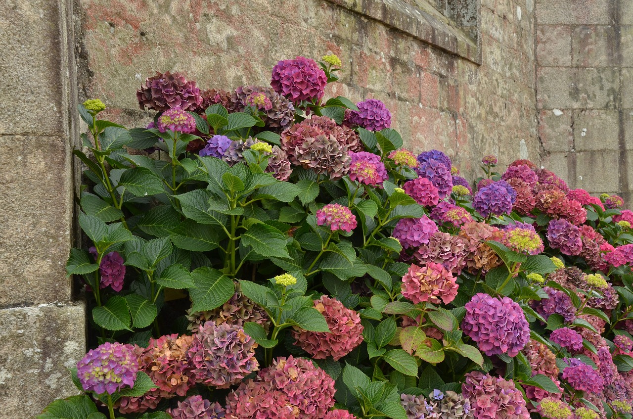 wall hydrangea plant free photo