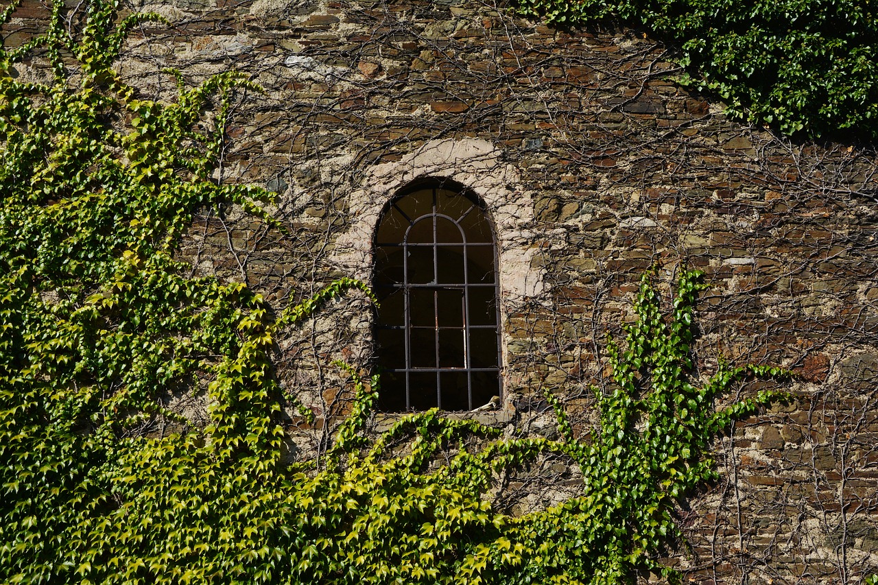 wall stone wall vine free photo