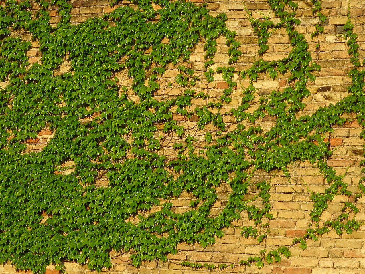 wall amber brick free photo