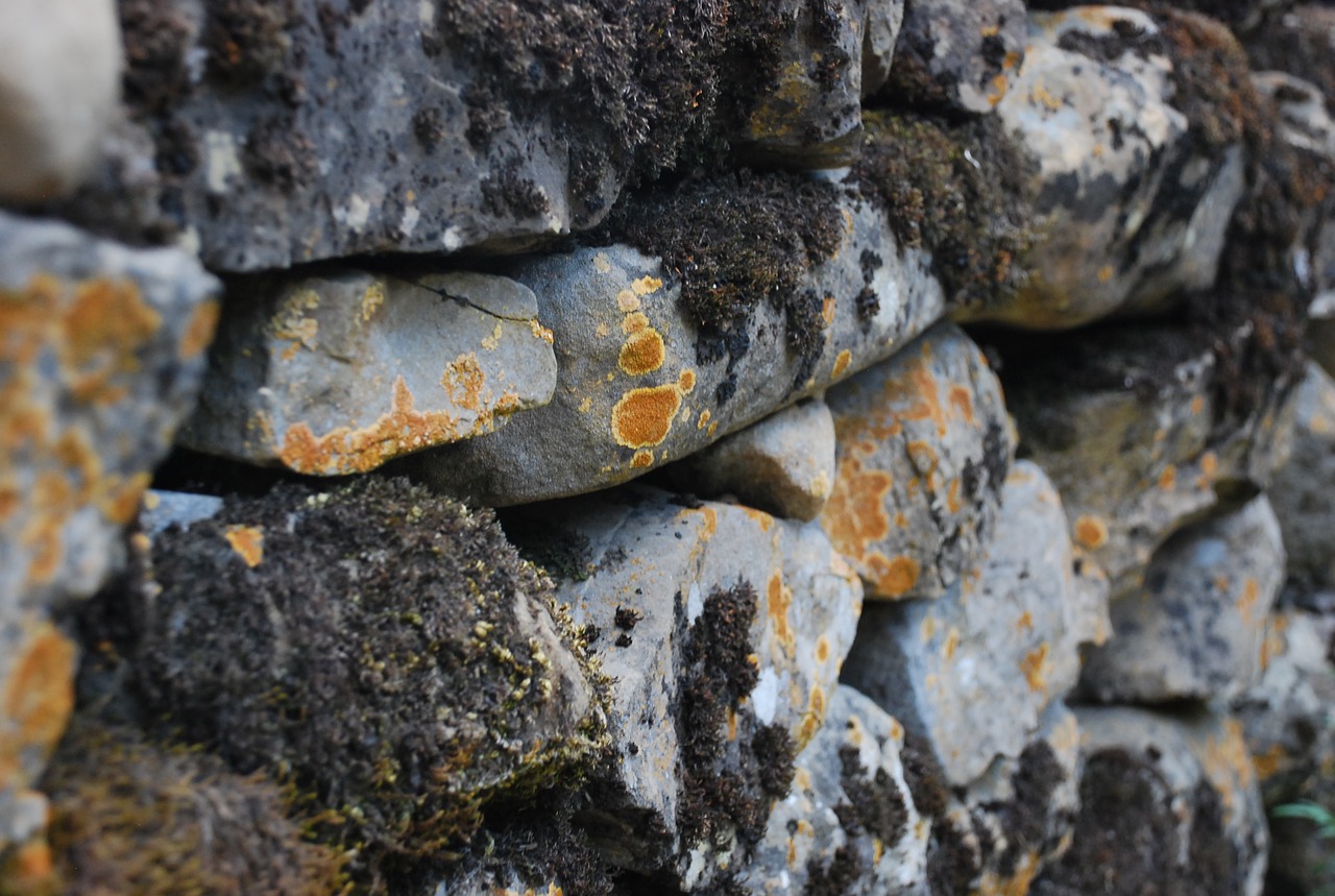 wall pyrenees moss free photo