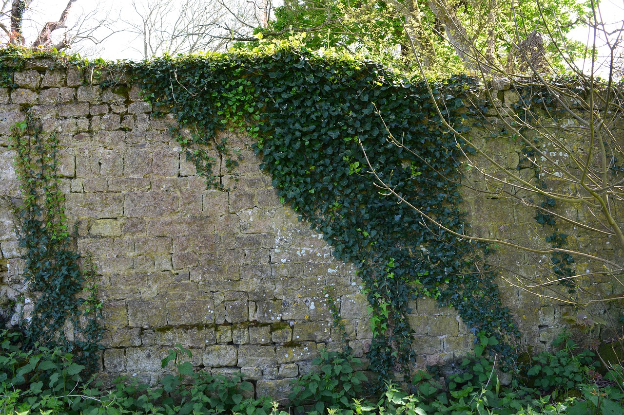 wall vine old free photo