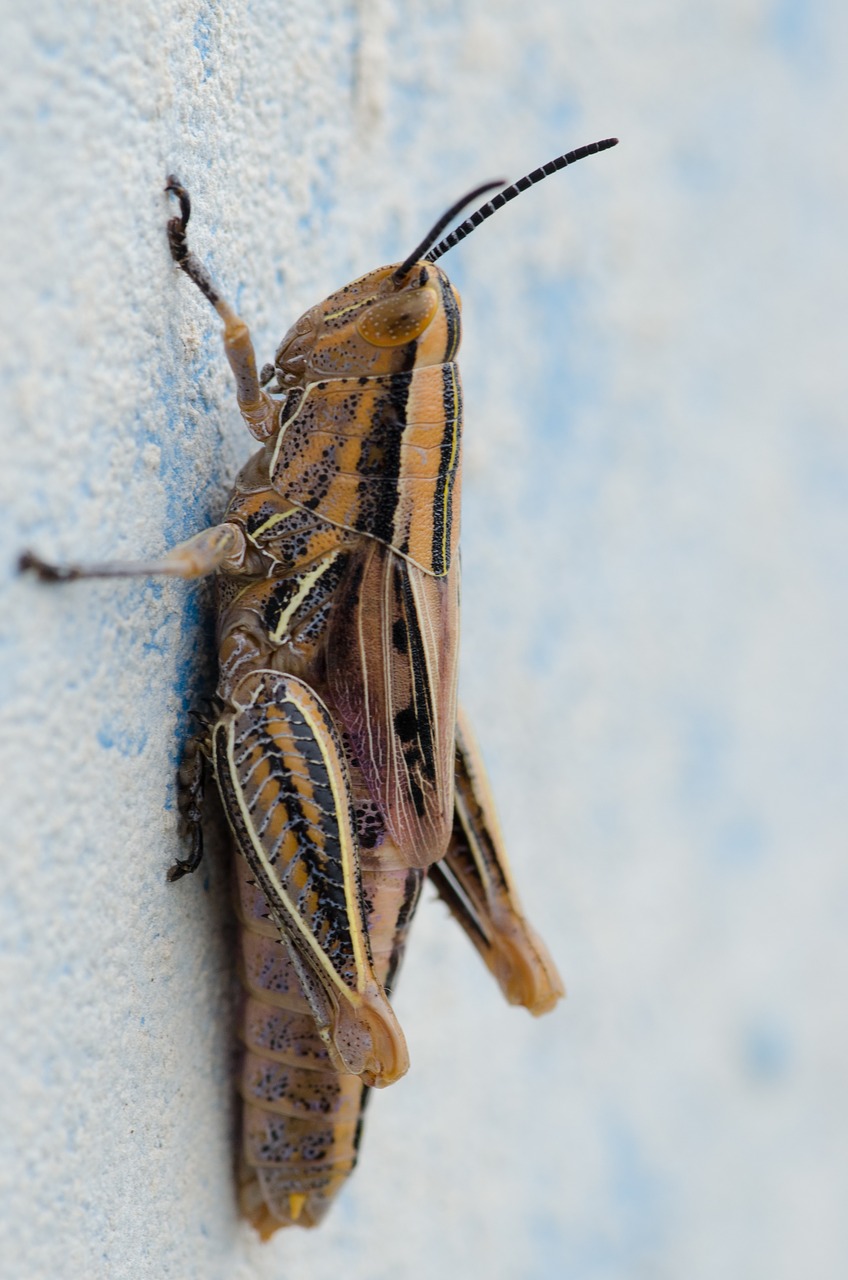 wall wildlife photography insect free photo
