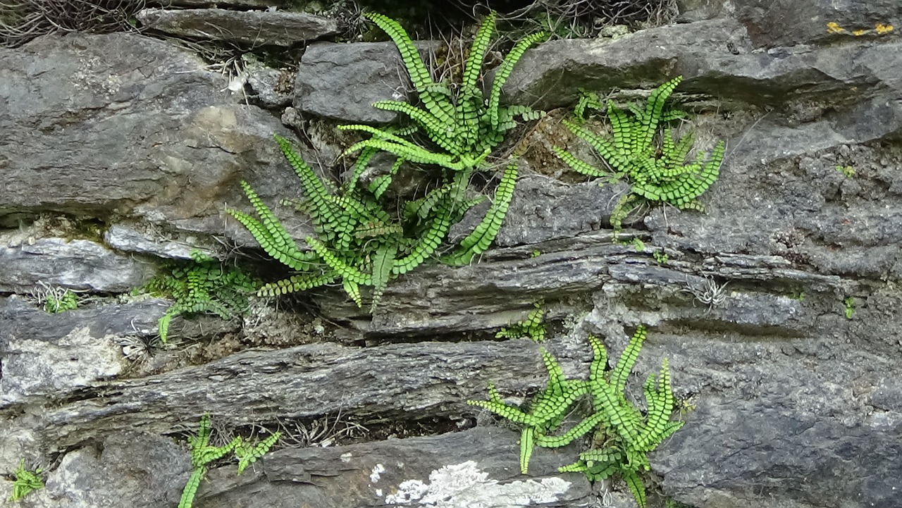 wall ferns growth free photo