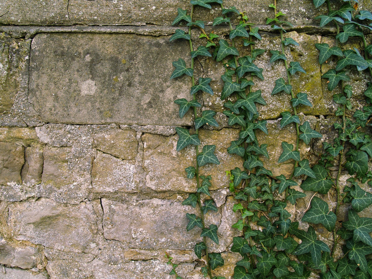 wall ivy background free photo