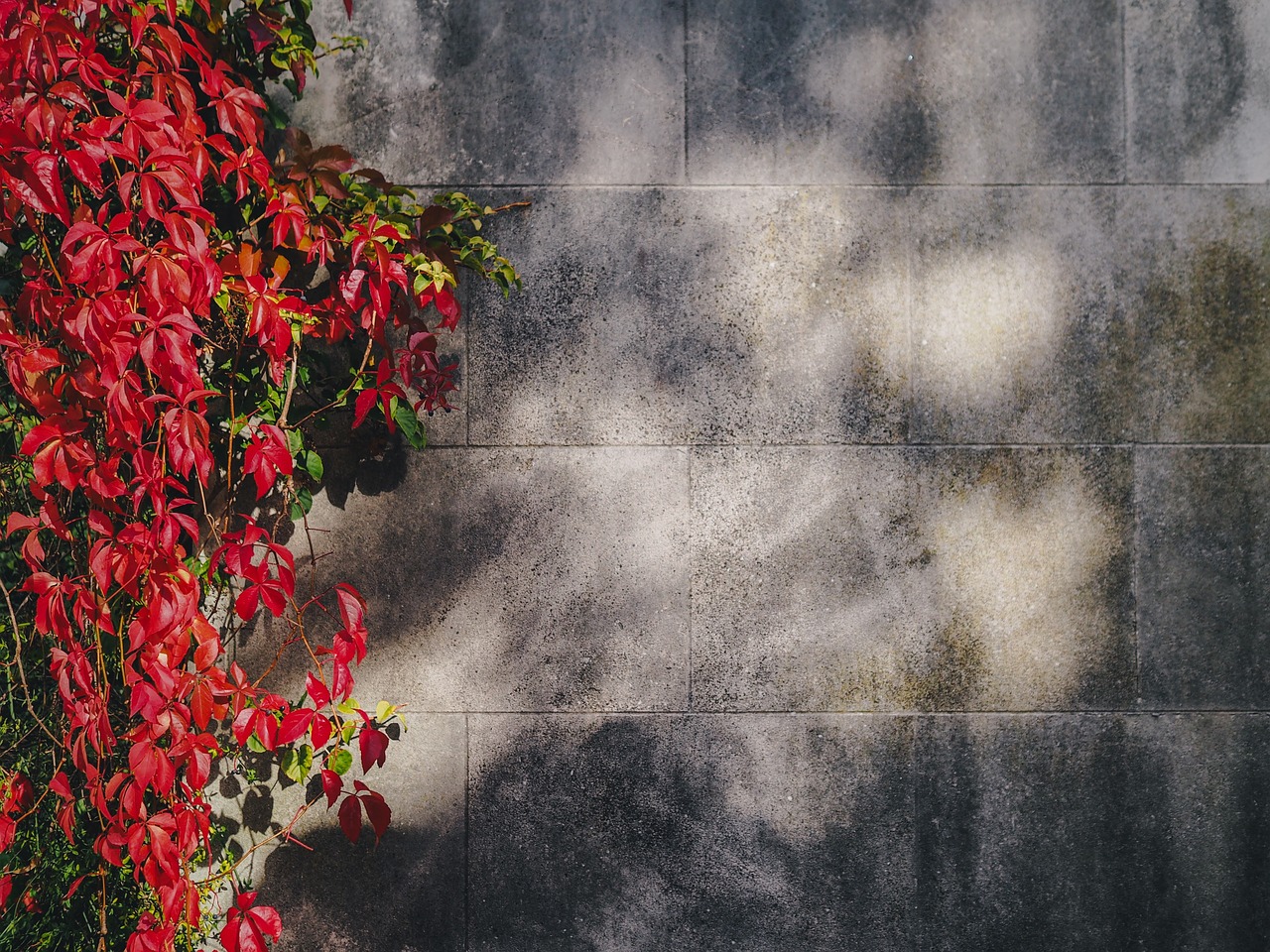 wall red flower free photo