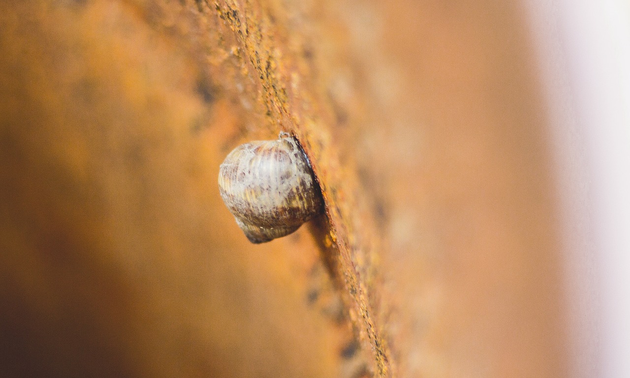 wall blur snail free photo