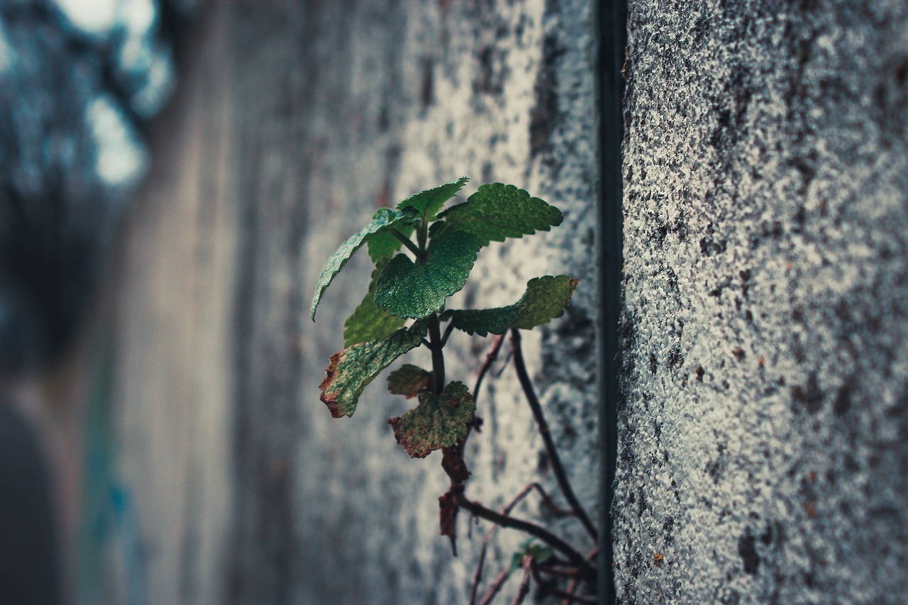 wall blur green free photo