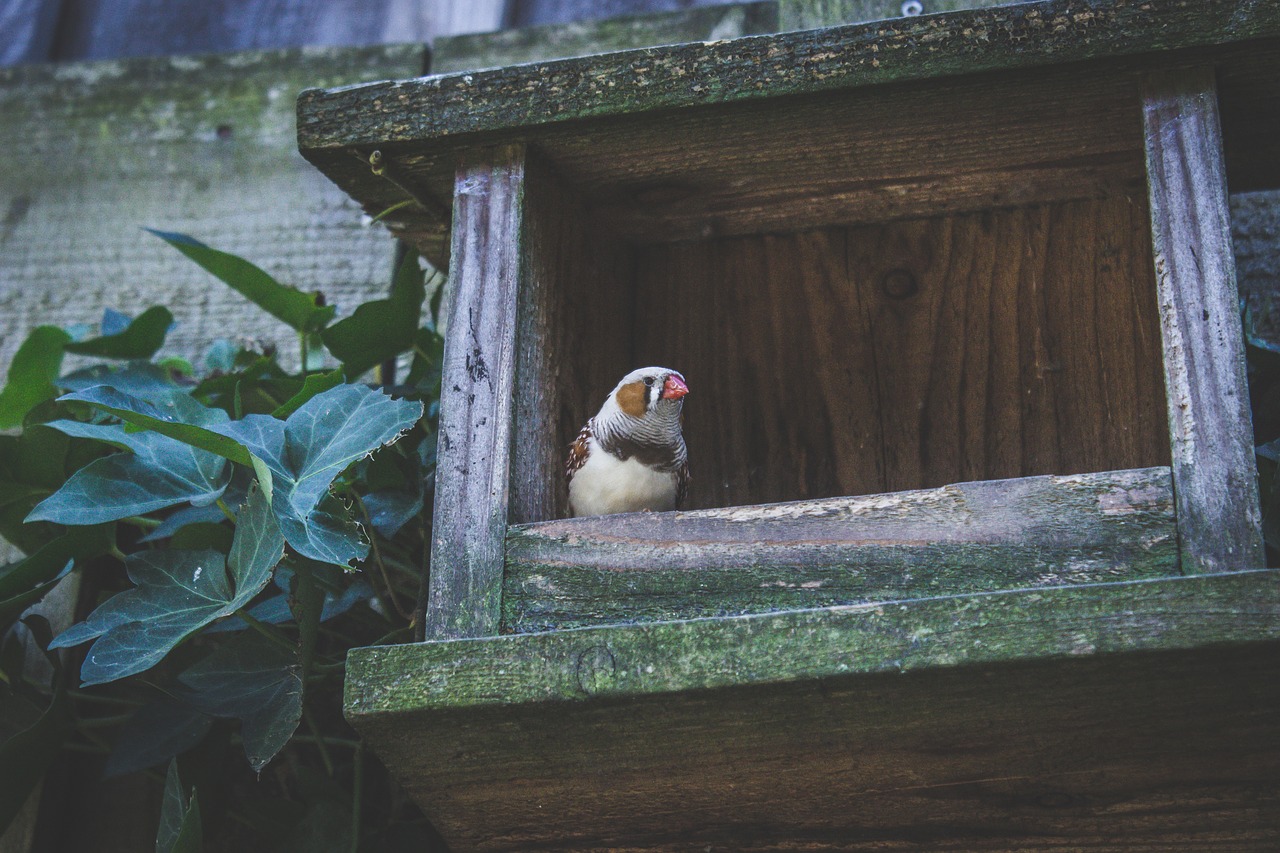 wall wood cage free photo