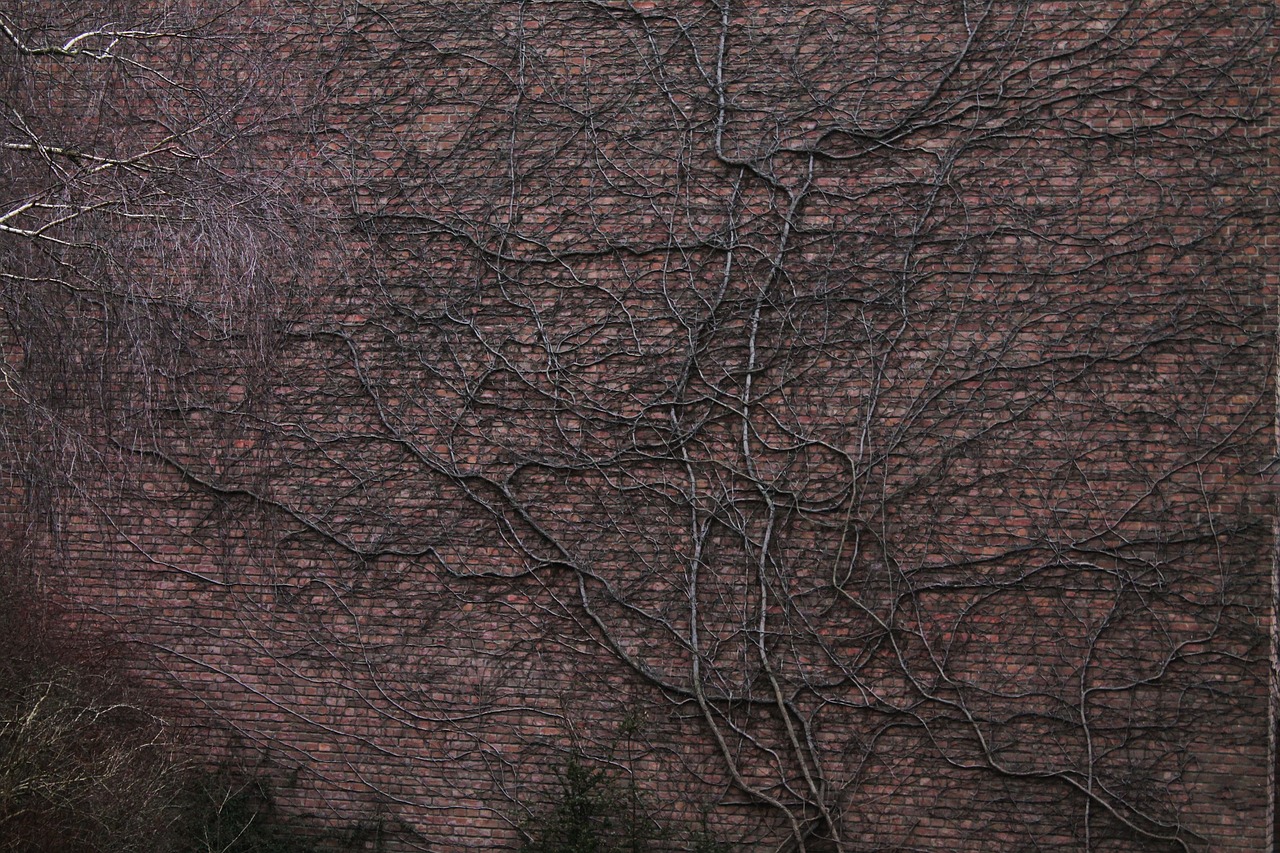 wall tree roots entwine free photo