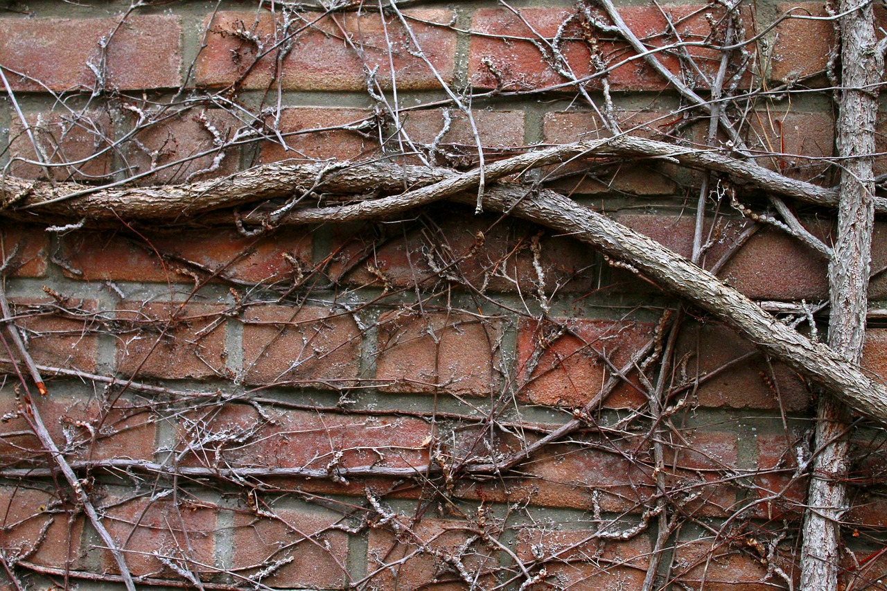 wall tree roots entwine free photo
