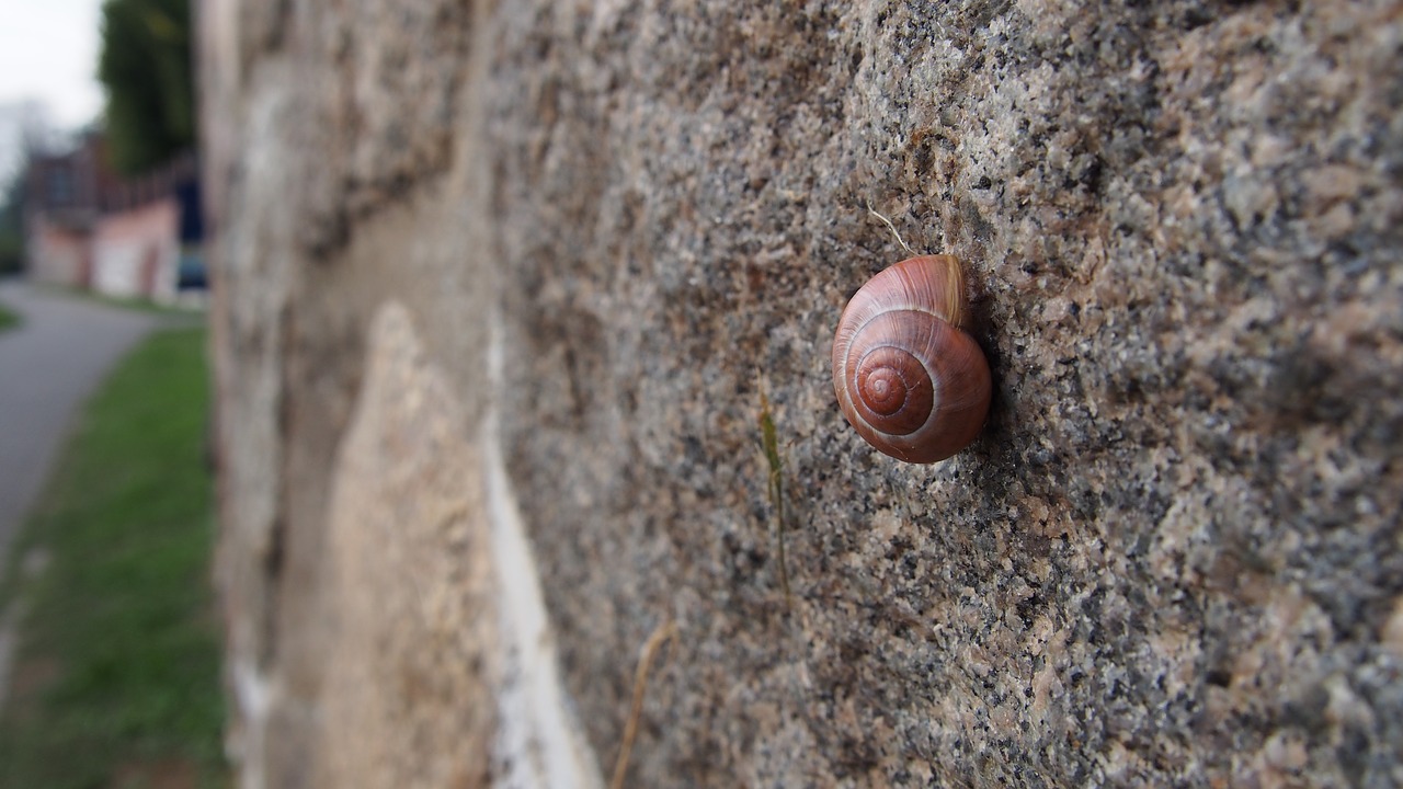 wall snail nature free photo