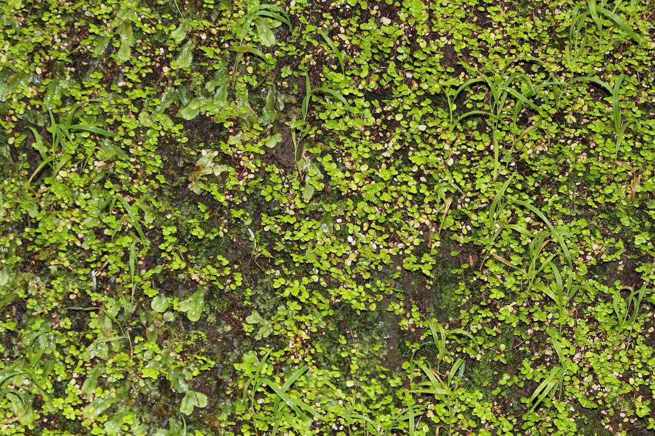wall green climber free photo