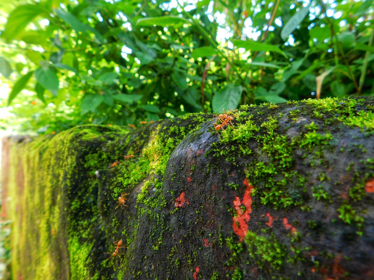 wall plants green free photo