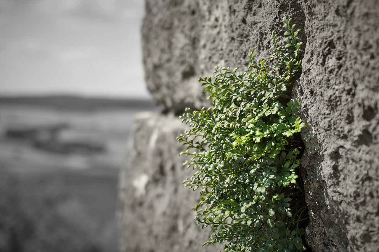 wall green castle free photo