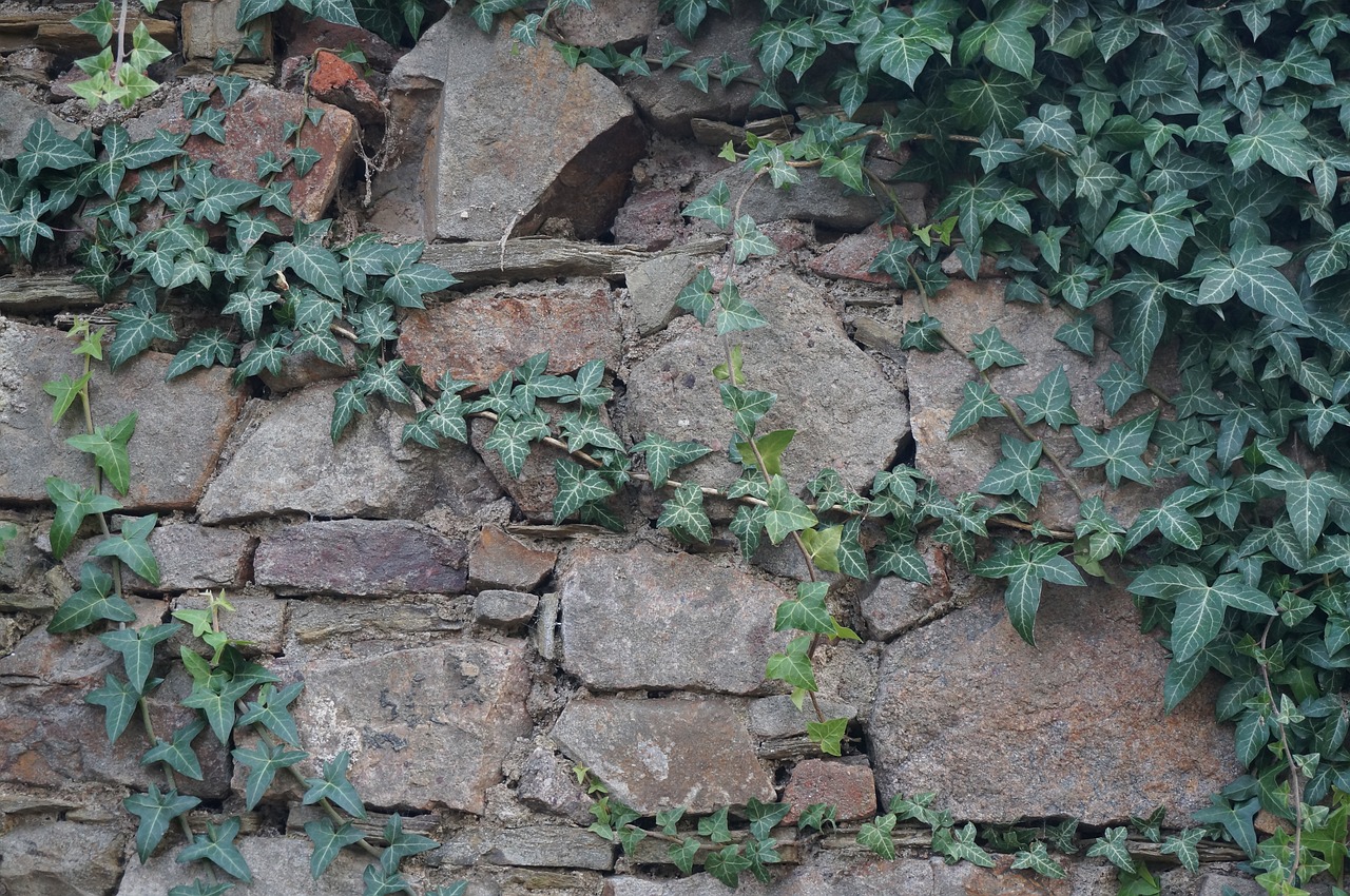 wall ivy old free photo