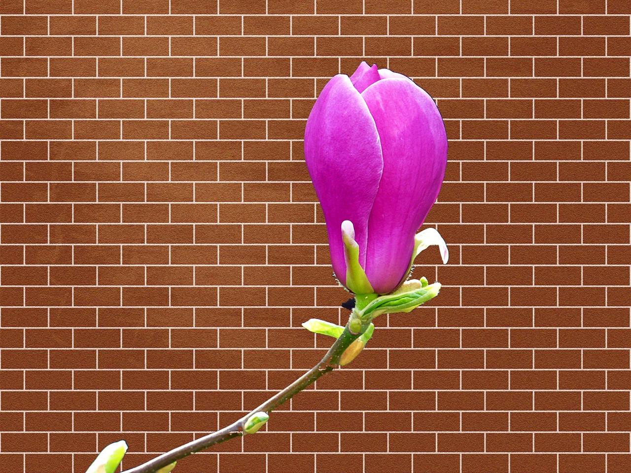 wall brick magnolia free photo