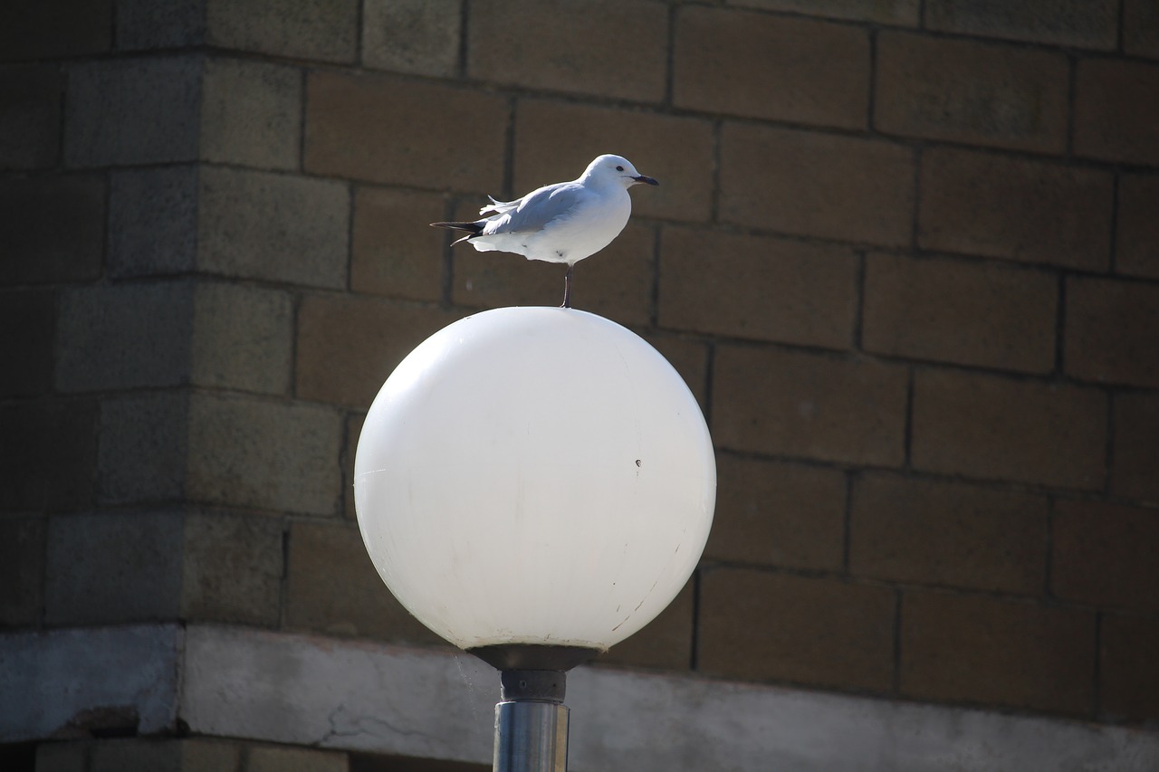 wall  outdoors  lamp free photo