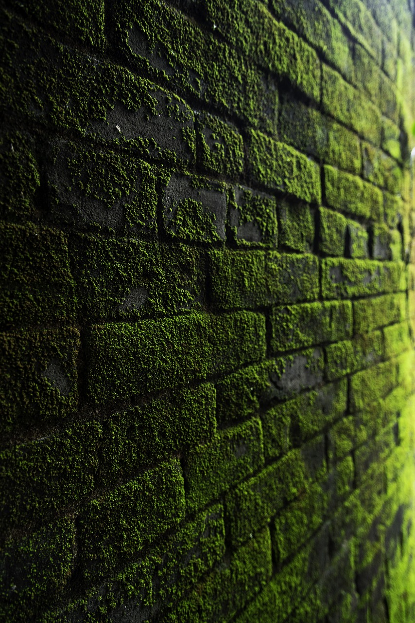 wall  moss  texture free photo