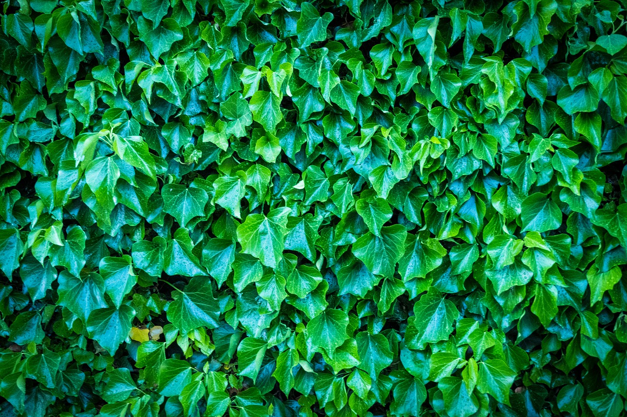 wall  green  leaves free photo