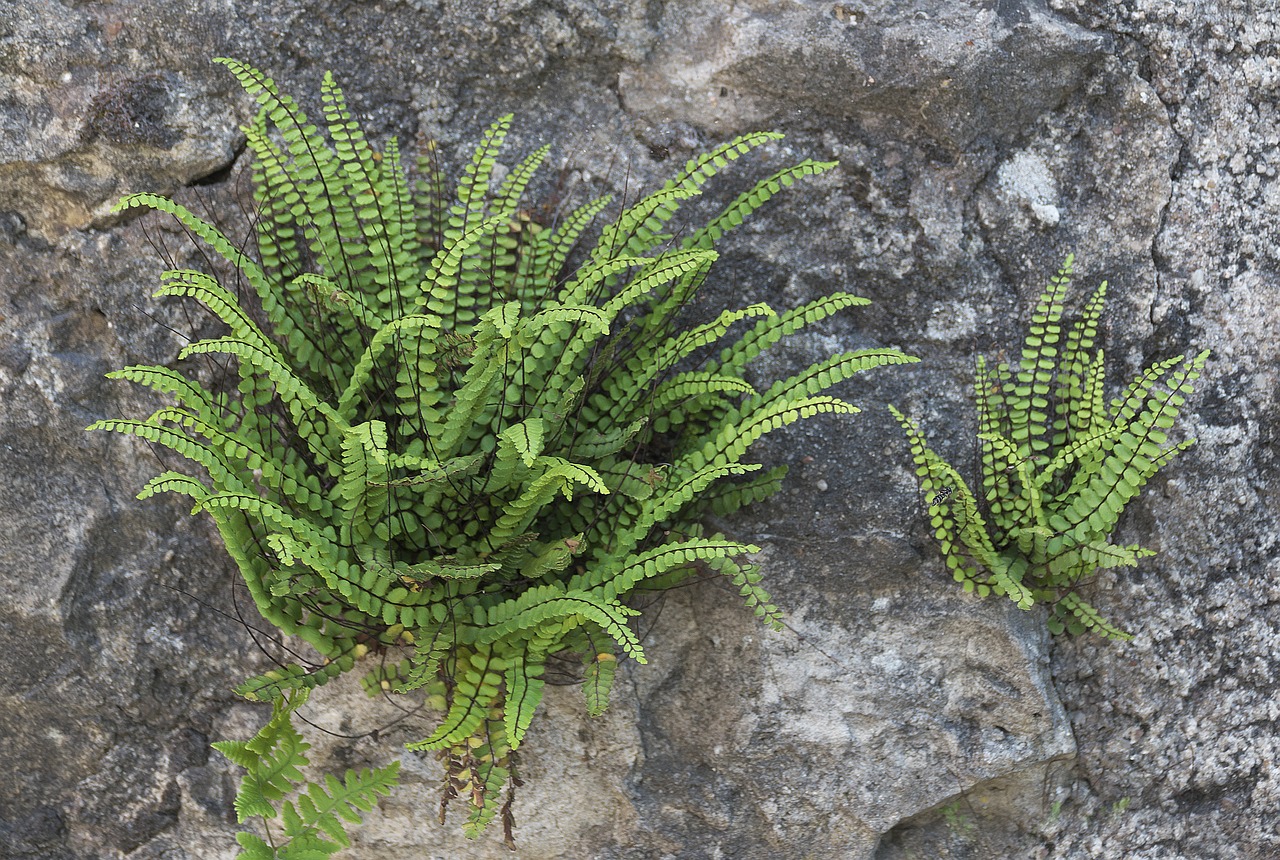 wall  fern  fouling free photo