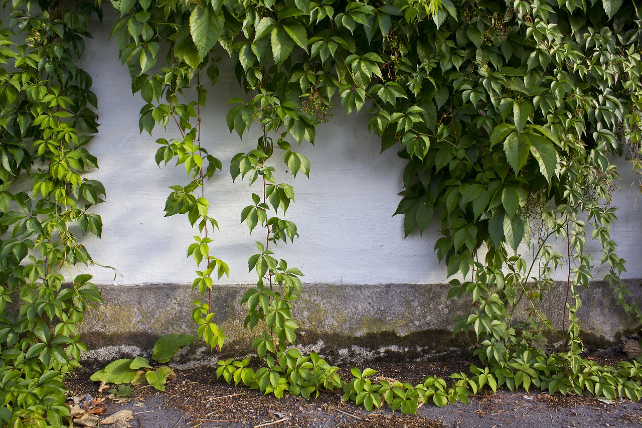 wall  ivy  foliage free photo