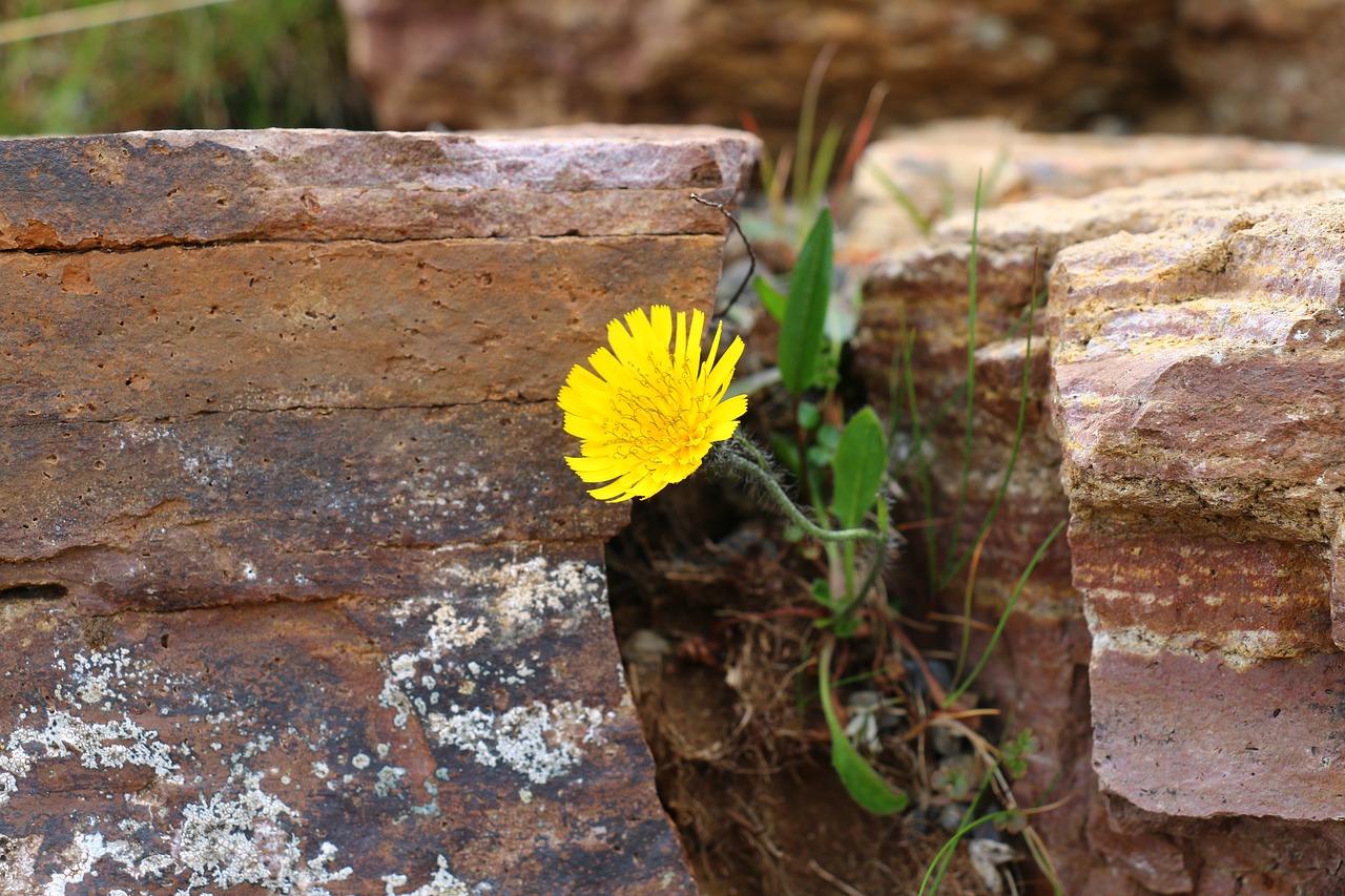 wall  flower  macro free photo