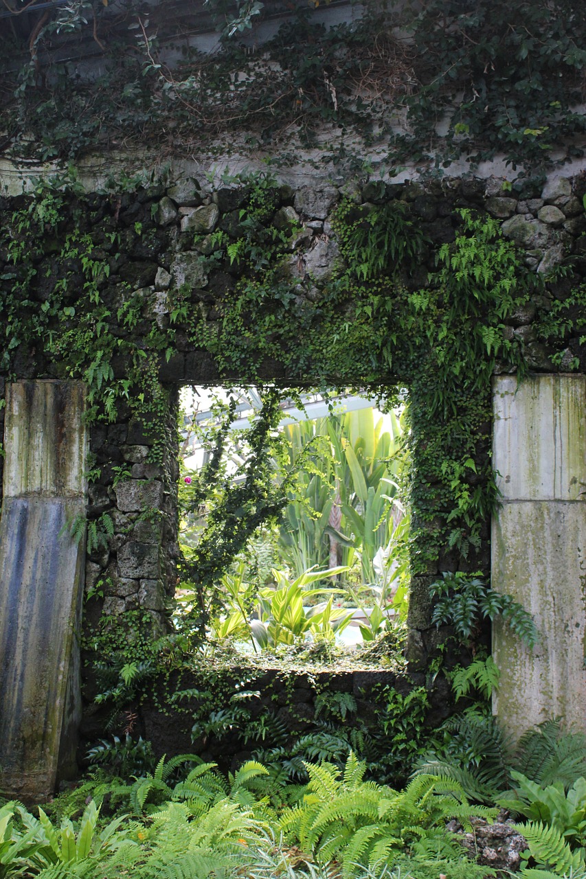 wall plants window free photo